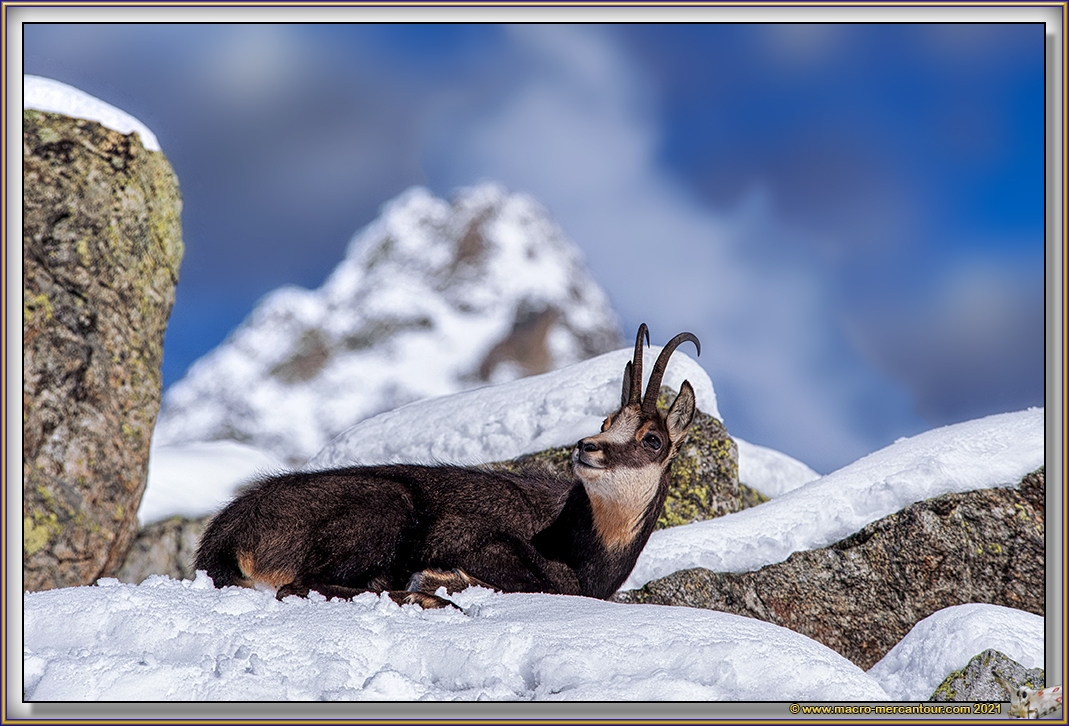 Chamois